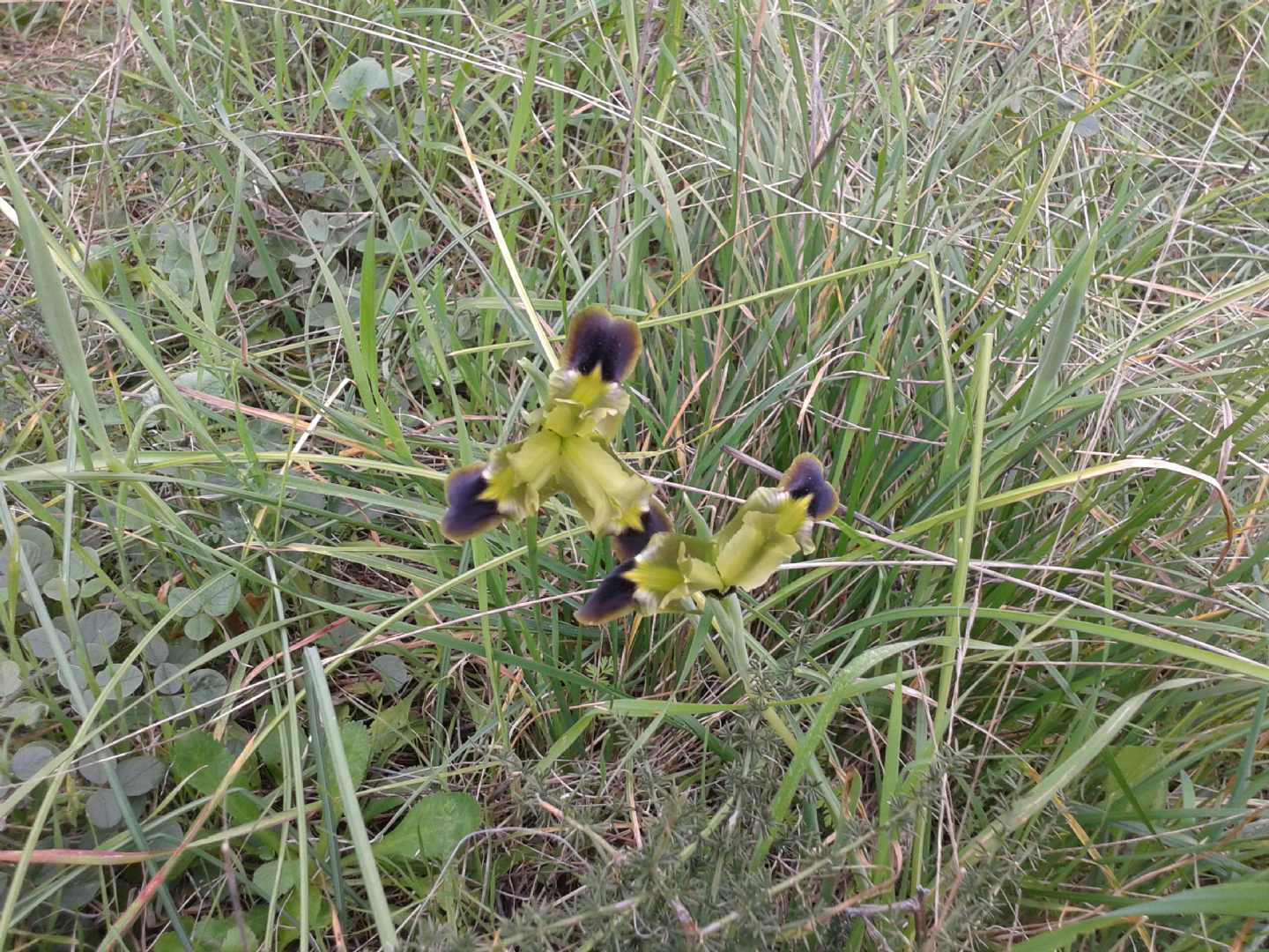 Iris tuberosa (=Hermodactylus tuberosus) / Bellavedova